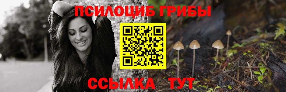 Пугачёв  Псилоцибиновые грибы Psilocybe  Вход с VPN 